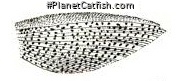 Hypostomus argus