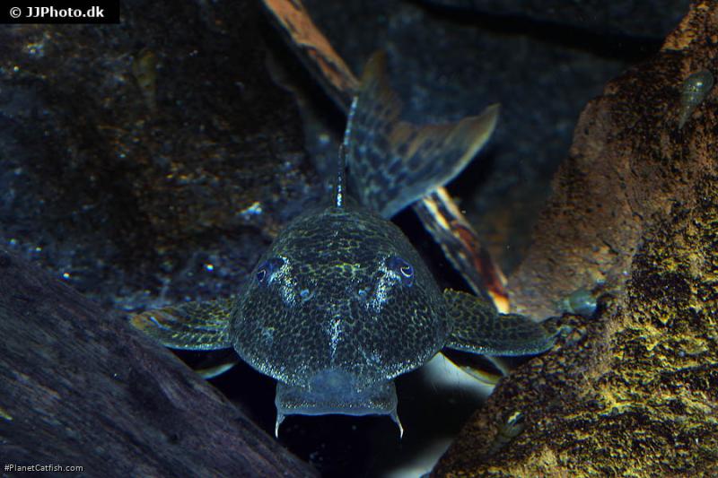 Hypostomus asperatus