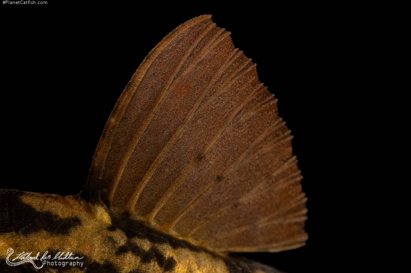 Hypostomus basilisko