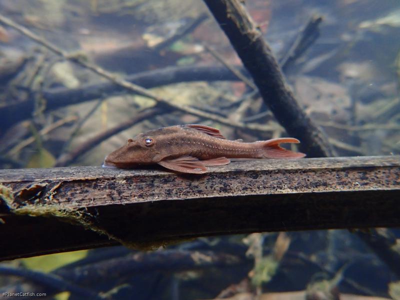 Hypostomus basilisko