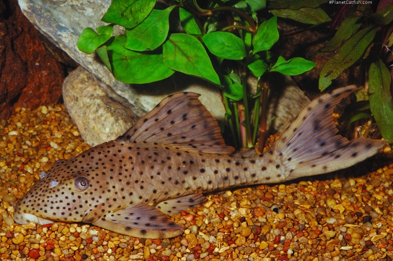 Hypostomus cf. cochliodon