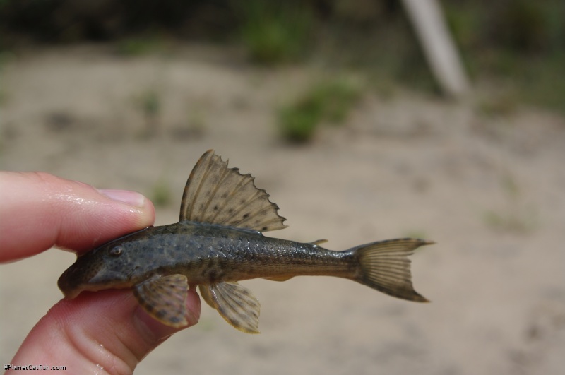 Hypostomus commersoni