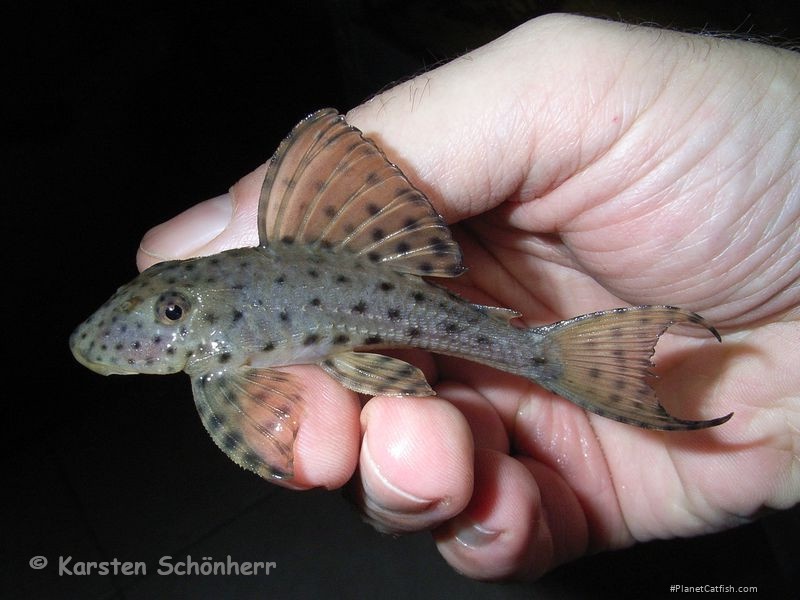 Hypostomus coppenamensis