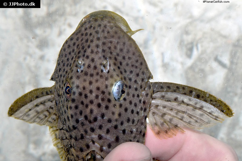 Hypostomus coppenamensis