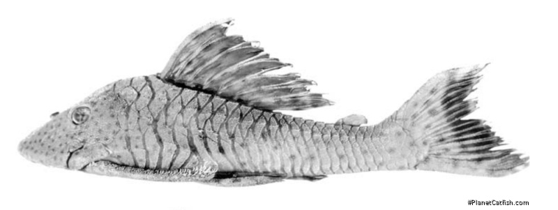 Hypostomus ericae