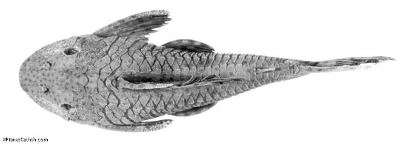 Hypostomus ericae