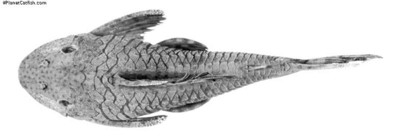 Hypostomus ericae