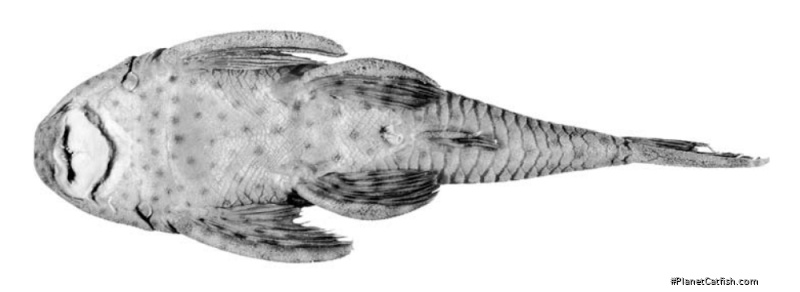 Hypostomus ericae