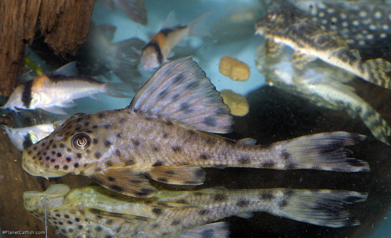 Hypostomus ericius
