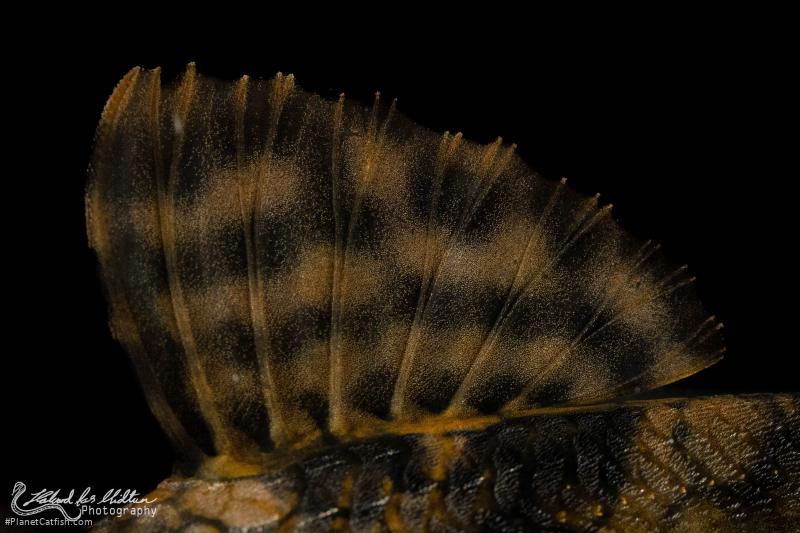 Hypostomus faveolus