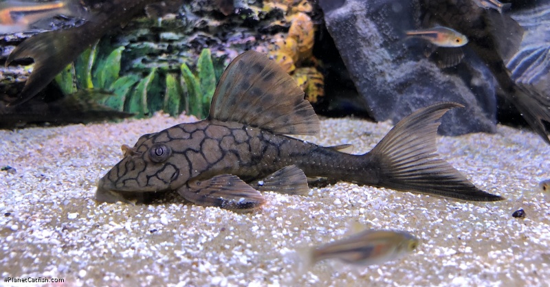 Hypostomus faveolus
