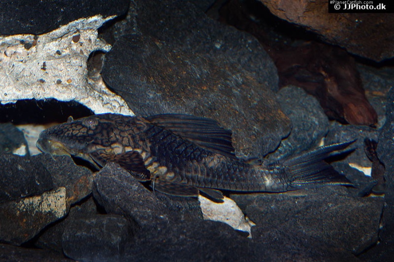 Hypostomus faveolus