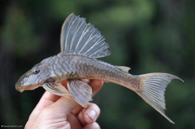 Hypostomus francisci