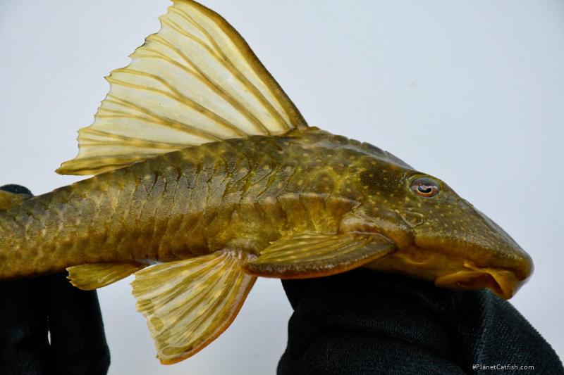 Hypostomus francisci