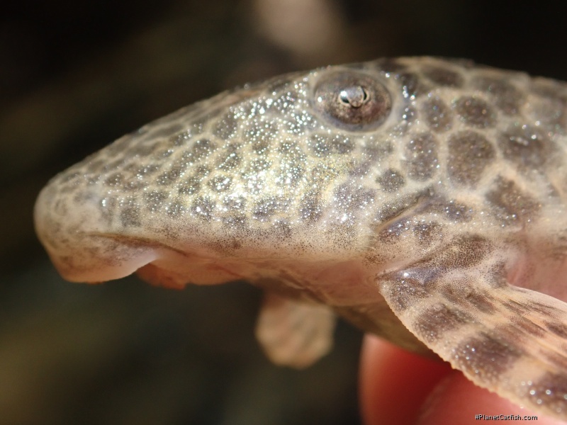 Hypostomus froehlichi