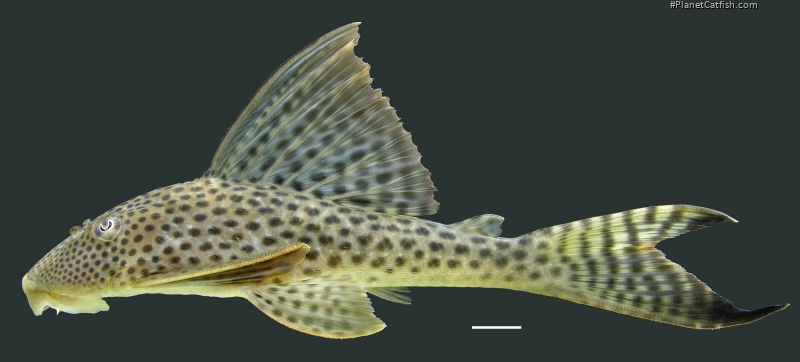 Hypostomus gymnorhynchus