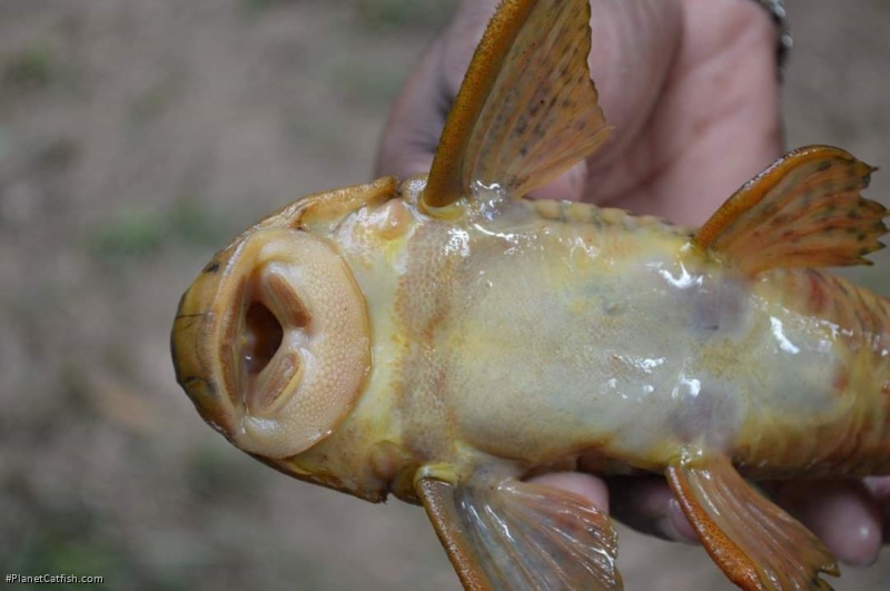 Hypostomus hemiurus