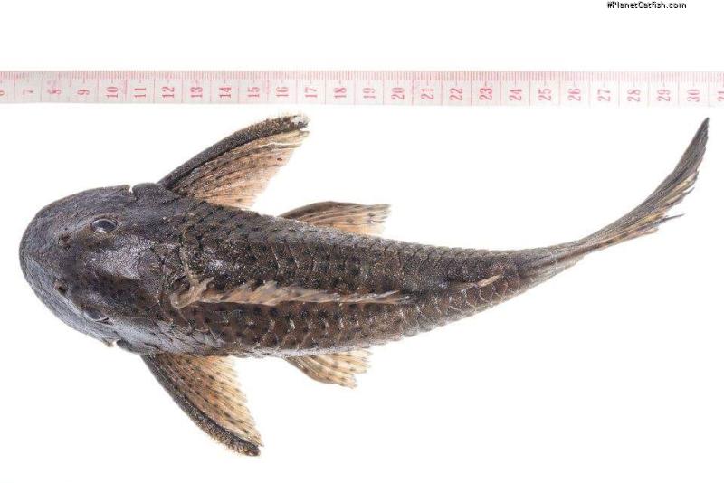 Hypostomus hemiurus