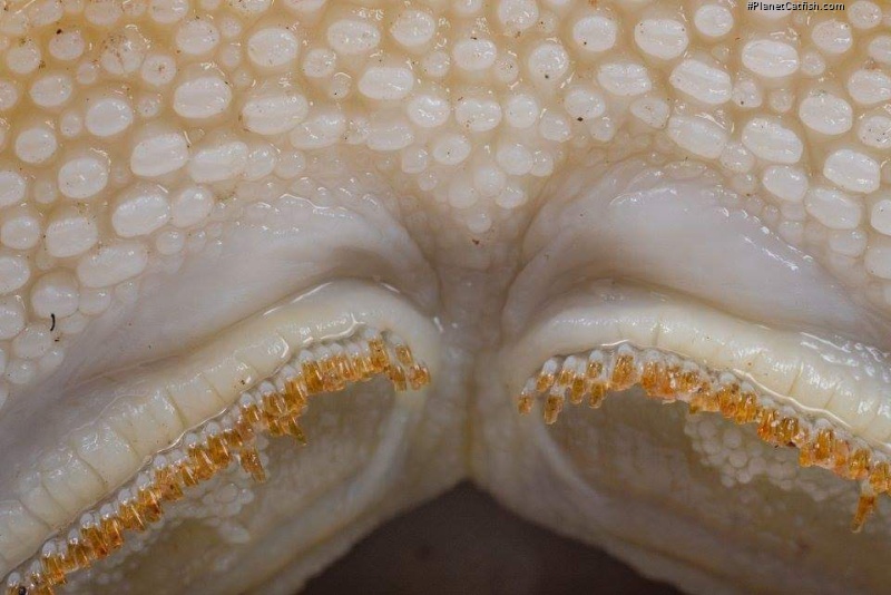 Hypostomus hemiurus