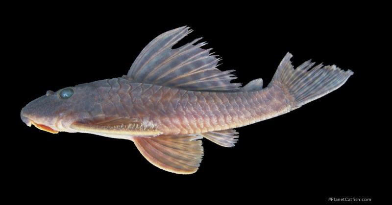 Hypostomus iheringii