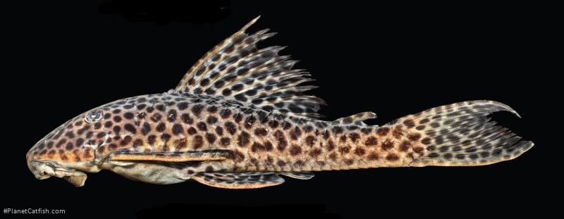 Hypostomus jaguar