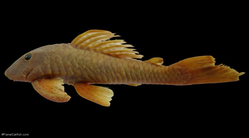 Hypostomus johnii