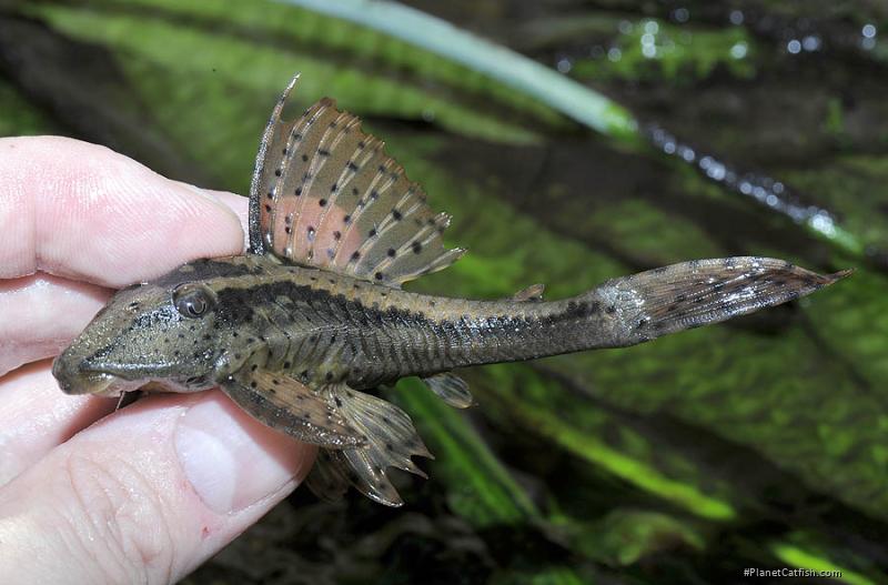 Hypostomus khimaera