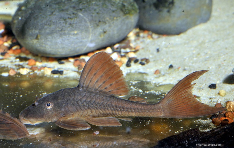 Hypostomus khimaera