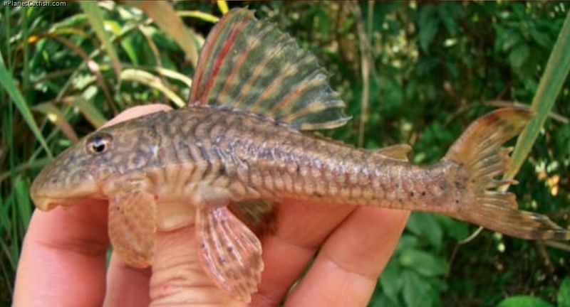 Hypostomus krishnamurtii