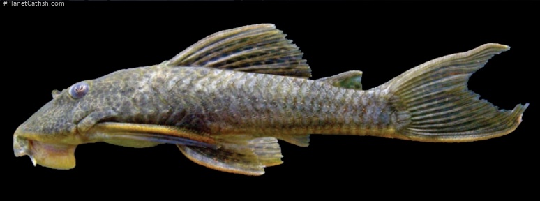 Hypostomus kuarup