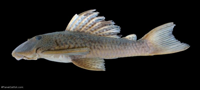 Hypostomus kuarup