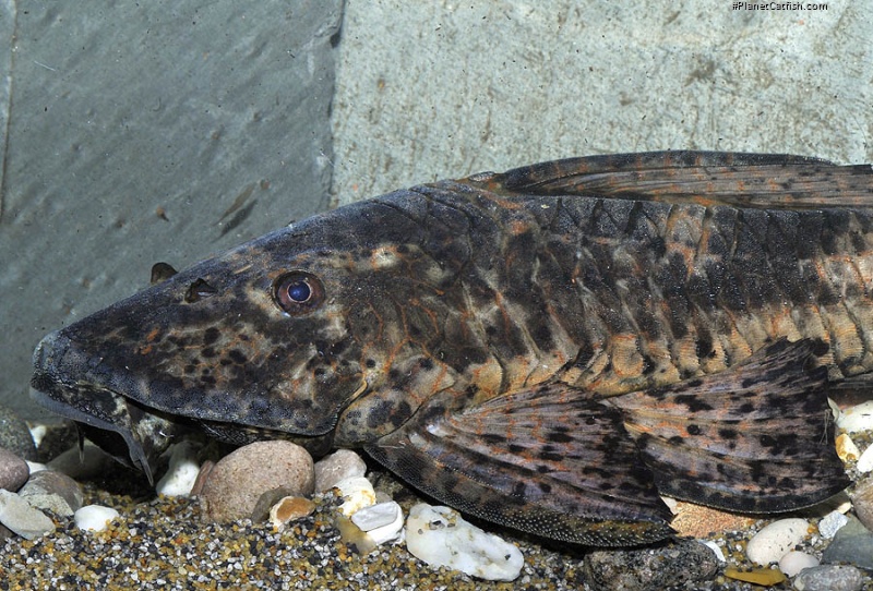 Hypostomus latifrons