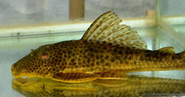 Hypostomus lima