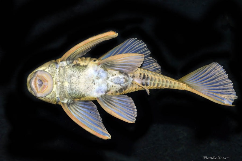 Hypostomus luteus