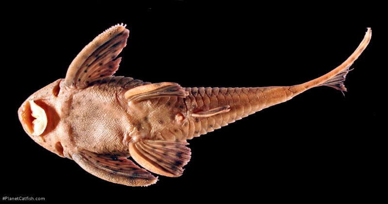 Hypostomus macushi