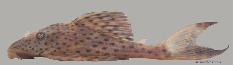Hypostomus macushi