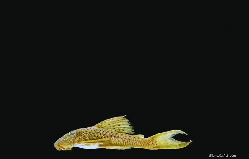 Hypostomus melanephelis