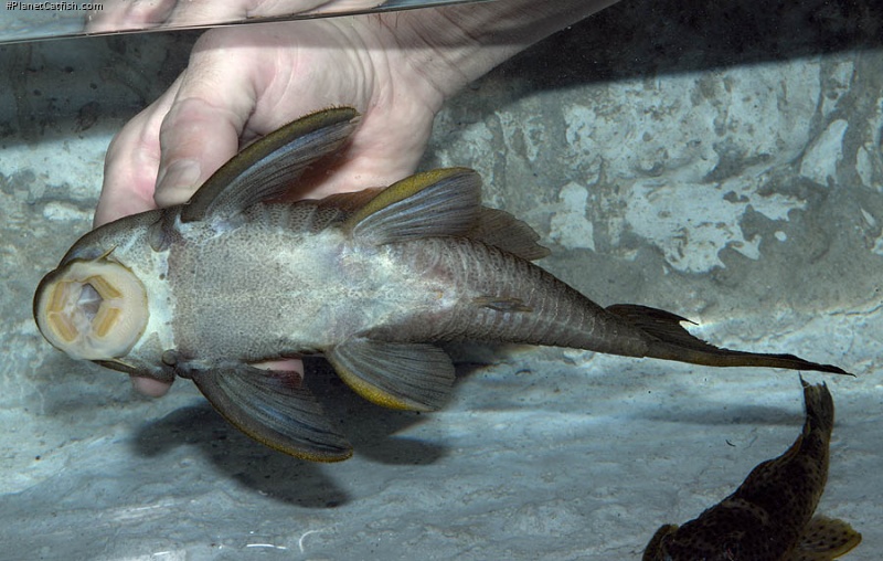 Hypostomus micromaculatus