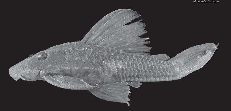 Hypostomus multidens