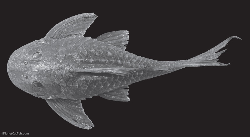 Hypostomus multidens