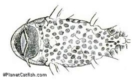 Hypostomus niceforoi