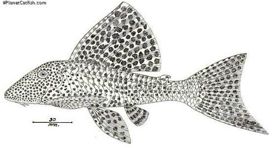 Hypostomus oculeus