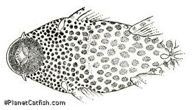 Hypostomus oculeus