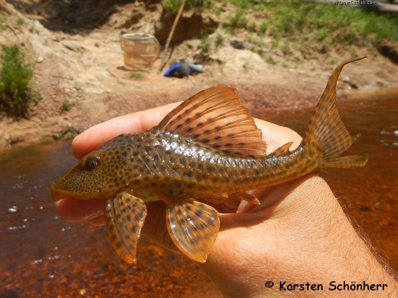 Hypostomus plecostomus