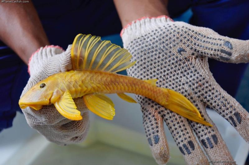 Hypostomus pusarum