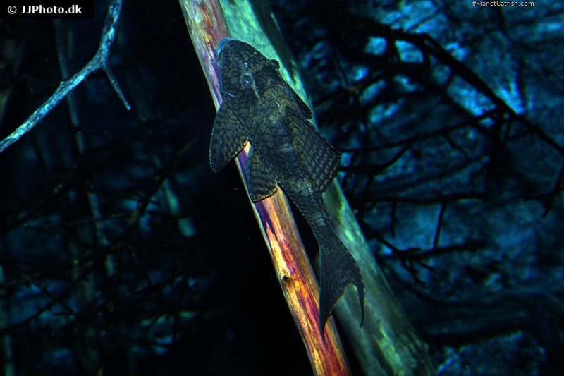 Hypostomus pusarum