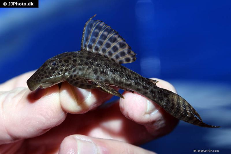 Hypostomus pusarum