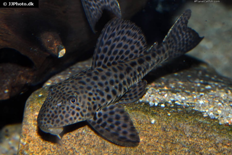 Hypostomus pusarum