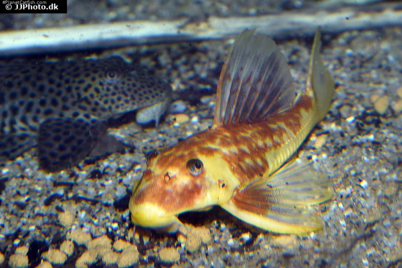 Hypostomus pusarum