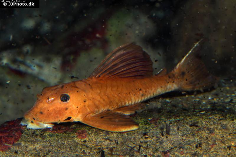 Hypostomus pusarum